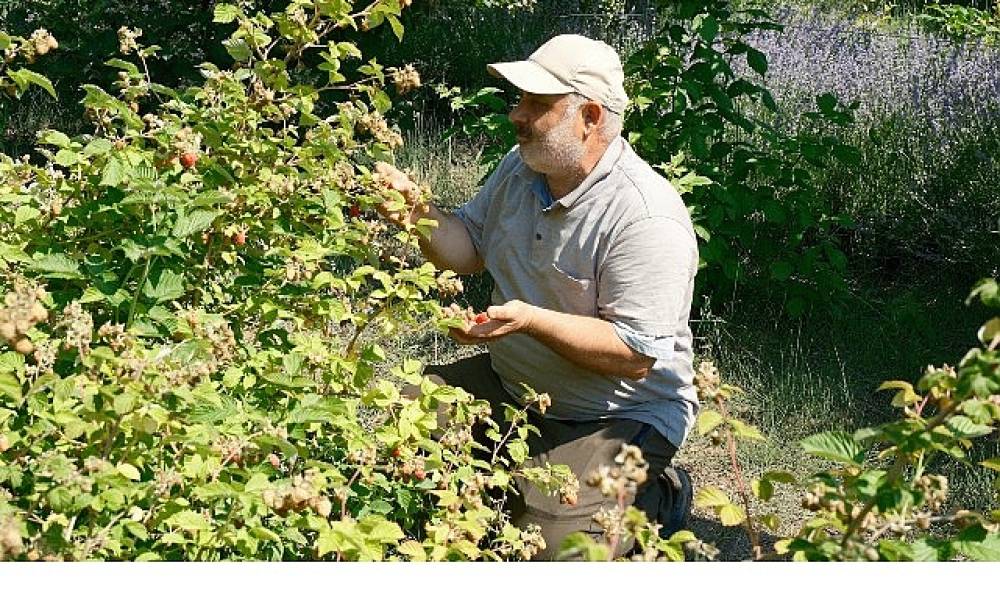 Konya Tarımsal &Uuml;retimde Ezber Bozuyor; Geleneksel &Uuml;retimden Ahududuya