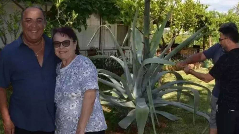 Antalya&rsquo;da 100 yılda bir &ccedil;i&ccedil;ek a&ccedil;an ağa&ccedil; bulundu