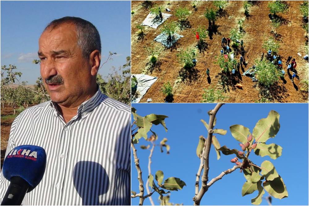 Şırnak'ta fıstık hasadı: Fıstık bah&ccedil;eleri &uuml;reticilere yeni gelir kapısı a&ccedil;tı