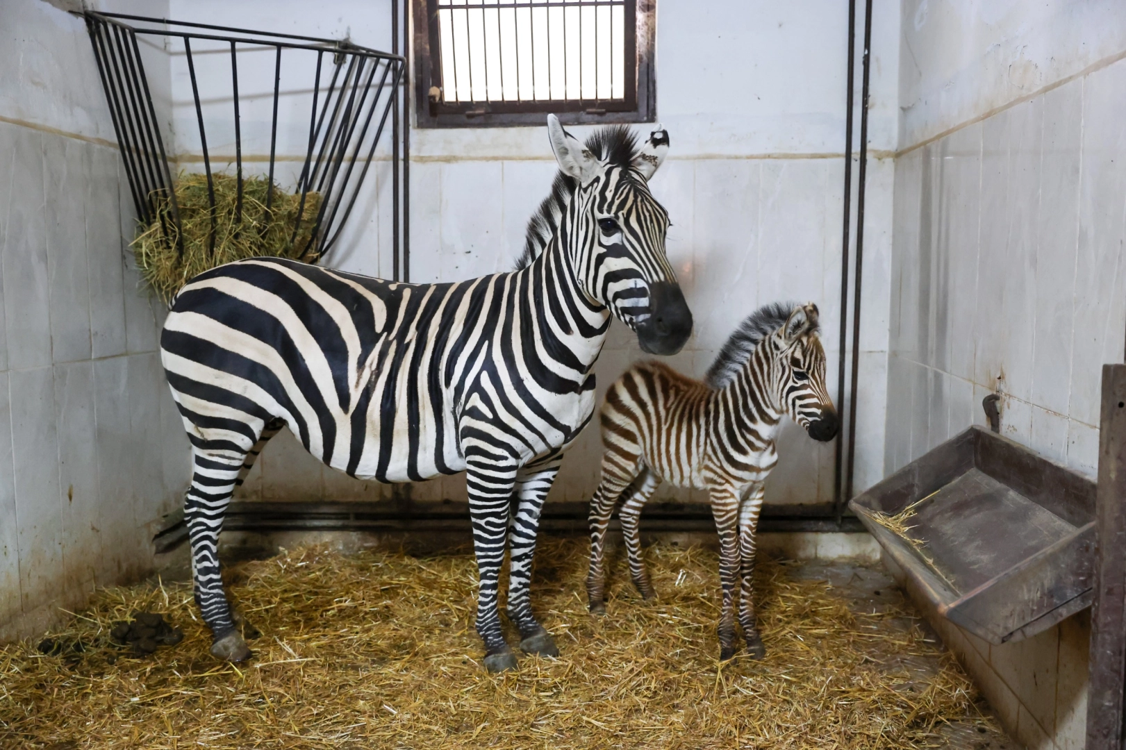 Bursa Hayvanat Bah&ccedil;esi&rsquo;nde zebra ailesi b&uuml;y&uuml;yor