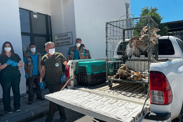 Kayseri B&uuml;y&uuml;kşehir 35 yaban kuşunu doğaya kazandırdı